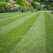 Lawn