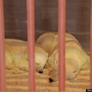 Visit the Polar Bear Prison, Churchill, MB
