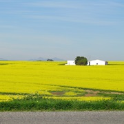 Canola Fields Western Cape