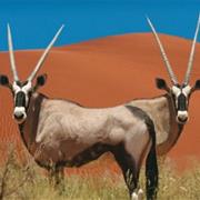 Kgalagadi National Park, South Africa &amp; Botswana