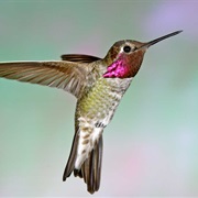 Anna's Hummingbird