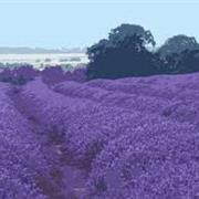 Norfolk Lavender