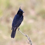 Crested Black-Tyrant (Knipolegus Lophotes)