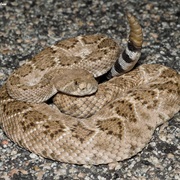 Western Diamondback Rattlesnake