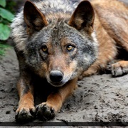 Iberian Wolf