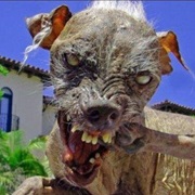 Sam the World's Ugliest Dog