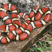 Milk Snake