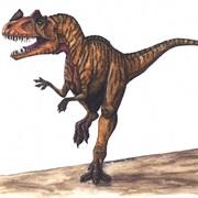 Ceratosaurus