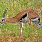 Thomson's Gazelle