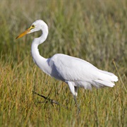 Intermediate Egret
