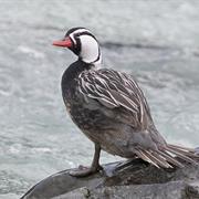 Torrent Duck