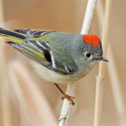 Ruby-Crowned Kinglet
