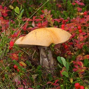 Orange Birch Bolete (Leccinum Versipelle)