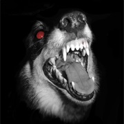 Cynophobia - Fear of Dogs
