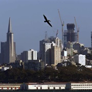 San Francisco (Golden Gate City)