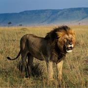 Wildlife Reserves, Kenya