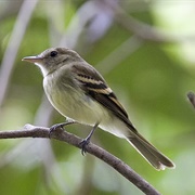 Euler's Flycatcher (Lathrotriccus Euleri)