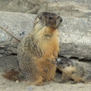 Yellow-Bellied Marmot
