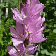Salt Spring Checkerbloom (Sidalcea Neomexicana)