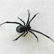 Black Widow Spider