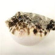 Pufferfish