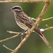 Variegated Flycatcher