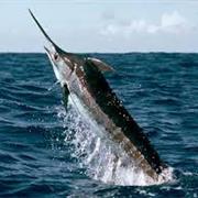 Blue Marlin