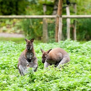 Plaswijckpark, Rotterdam, Netherlands