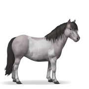 Shetland - Mouse Gray Tobiano