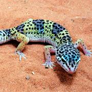 Gecko