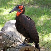 Hornbill