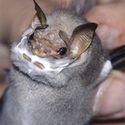 Wrinkled-Faced Bat