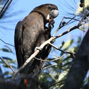 Basilisk Range National Park (QLD)