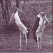 Jarkko Martikainen - Rakkaus