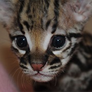 Ocelot