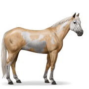Paint Horse - Palomino Overo