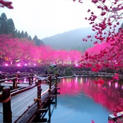See the Cerry Blossom in Japan
