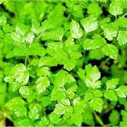 Chervil