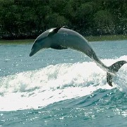 Dolphin Sighting in Florida