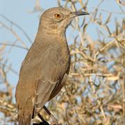 Bendire's Thrasher