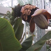 Ensete