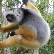 Diademed Sifaka