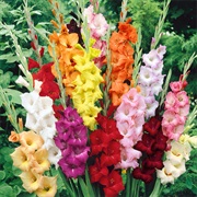 Gladioli
