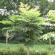 Chinese Angelica-Tree (Aralia Elata)
