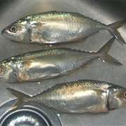 Short MacKerel