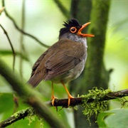 Black-Headed Nightingale-Thrush