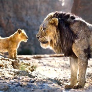 Simba and Scar