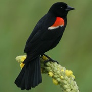 Redwing Blackbird