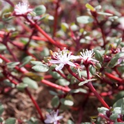 Desert Horsepurslane (Trianthema Portulacastrum)