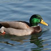Mallard